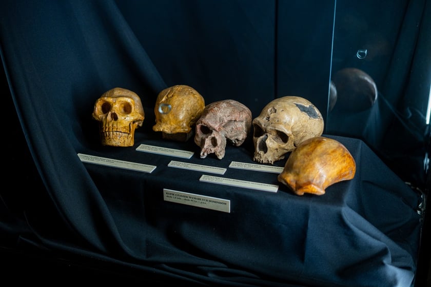 Wystawa Artificalia, naturalia, exotica w Muzeum Archeologicznym we Wrocławiu